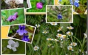 Primavera en el Nansa