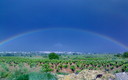 Requena bajo el arco iris