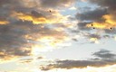 Patos