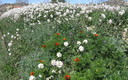 Resplandeciente primavera