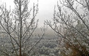 Bosque de la UAB