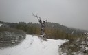 Arbol seco o muerto de Casasola