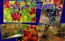 LOS COLORES DE MI TIERRA
