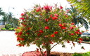 FLORA EN MELILLA