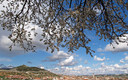 Dueeñas y los almendros