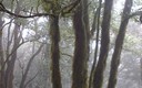 Til (Ocotea Foetens)