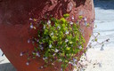 Desde mi jardín