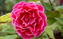 Flora