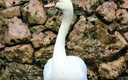 cisne