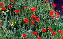 Flores de Abril