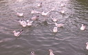 EN EL ZOO