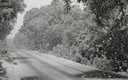 Nieve