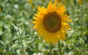 Naturaleza_Proporción áurea_2