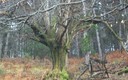 el viajo arbol