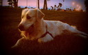 DESCANSANDO DEL PASEO DIARIO...