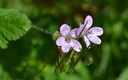 MAS FLORECILLAS SILVESTRES