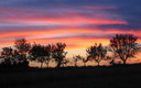 ATARDECER ENTRE ALMENDROS