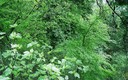 Selva urbana