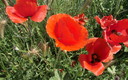 Primavera en Fontanars dels Alforins