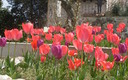 los tulipanes en atapuerca