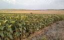 Fotos del campo de Aguilar de Campos.