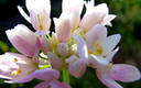 Paseando en Primavera (Flores II)