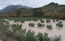 olivos con el agua al cuello