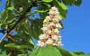 la primavera