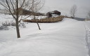 ovejas pastando en la nieve