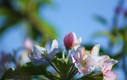 flores del manzano