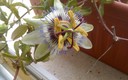 Flor de la Pasión