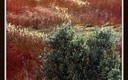 Los colores de Cañamares (X)