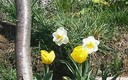 Tulipanes y narcisos en Villaseca de Laciana