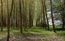 primavera