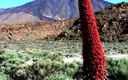 El Teide en primavera