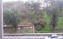 ARBOLES ARRANCADOS DE RAIZ