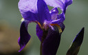 Animales ,insectos y plantas tipicos de la primavera