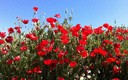 Amapolas