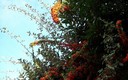 Variedad otoñal