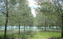 EMBALSE DE MEDIANO INUNDANDO CHOPERA