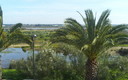 las palmeras