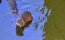 NUTRIA