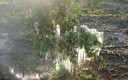 Frio en Genoves