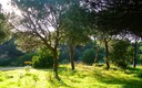 Pinar del Parque Dunar (Matalascañas)