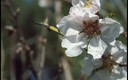Almendros