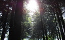 Sol entre árboles