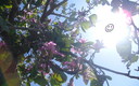 primavera en Rafaelbunyol