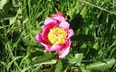 primavera en bejar
