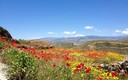 Primavera