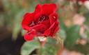 FLORECIENDO